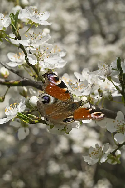 608031 - Peacock butterfly (Inachis io) and mirabelle (Prunus domestica subsp. syriaca)