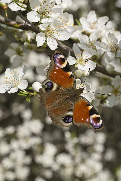 608032 - Peacock butterfly (Inachis io) and mirabelle (Prunus domestica subsp. syriaca)