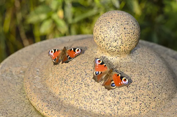 536187 - Peacock butterfly (Inachis io) sunbathing on a stone lantern with wings spread out