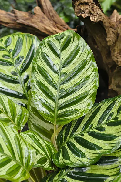 478099 - Peacock plant (Calathea makoyana)