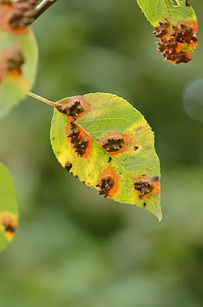 524195 - Pear (Pyrus) and pear rust (Gymnosporangium fuscum syn. Gymnosporangium sabinae)