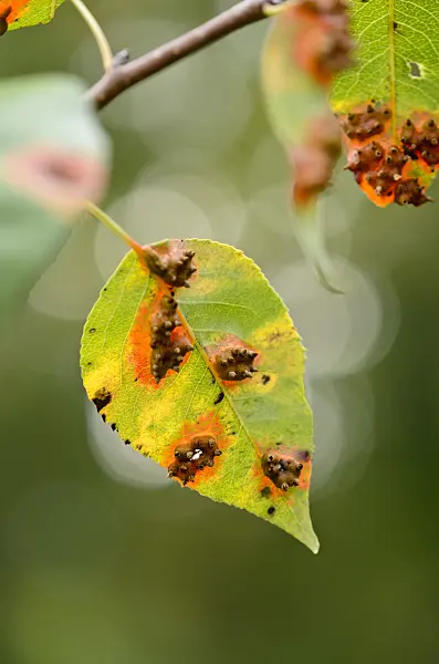 524196 - Pear (Pyrus) and pear rust (Gymnosporangium fuscum syn. Gymnosporangium sabinae)