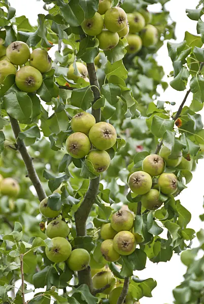 517218 - Pear (Pyrus canescens)