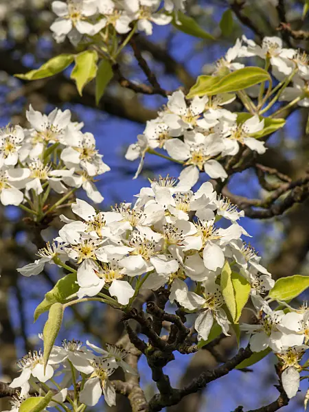 448019 - Pear (Pyrus phaeocarpa)