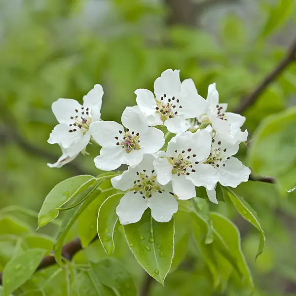 517219 - Pear (Pyrus regelii)