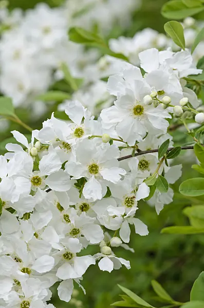 520125 - Pearl bush (Exochorda x macrantha)