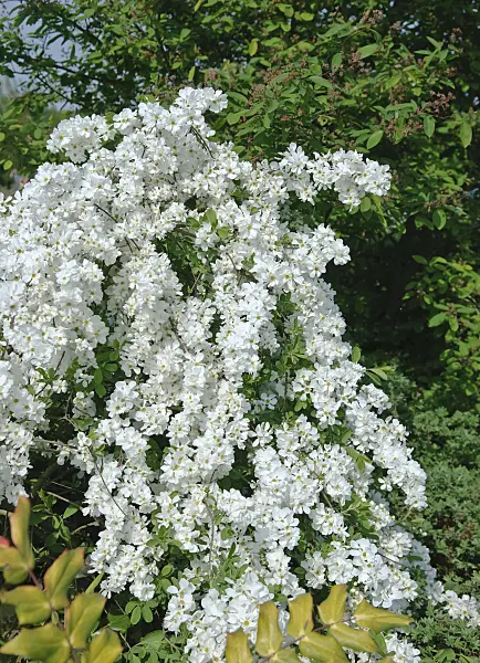 502195 - Pearl bush (Exochorda x macrantha 'The Bride')