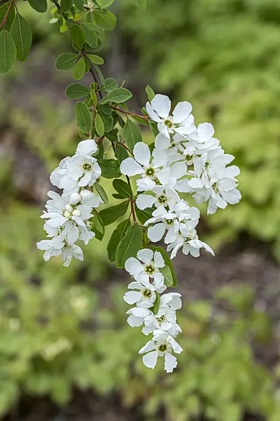 638100 - Pearl bush (Exochorda x macrantha 'The Bride')