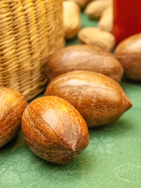 444072 - Pecan nut (Carya illinoinensis)