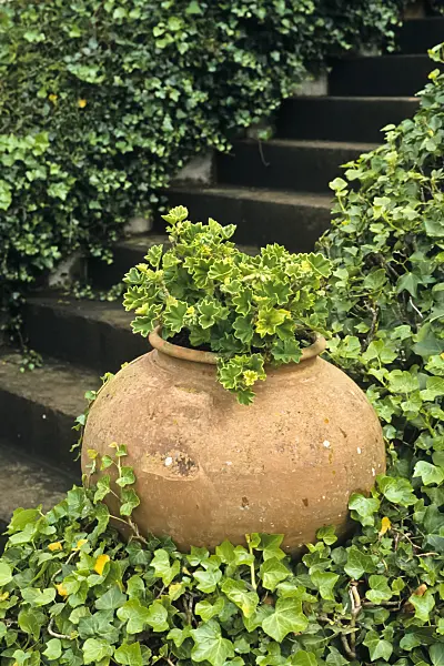 388061 - Pelargonium (Pelargonium)
