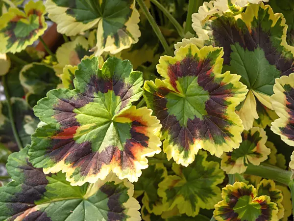 426131 - Pelargonium (Pelargonium)