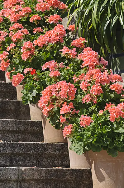475061 - Pelargonium (Pelargonium)