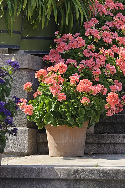 475062 - Pelargonium (Pelargonium)