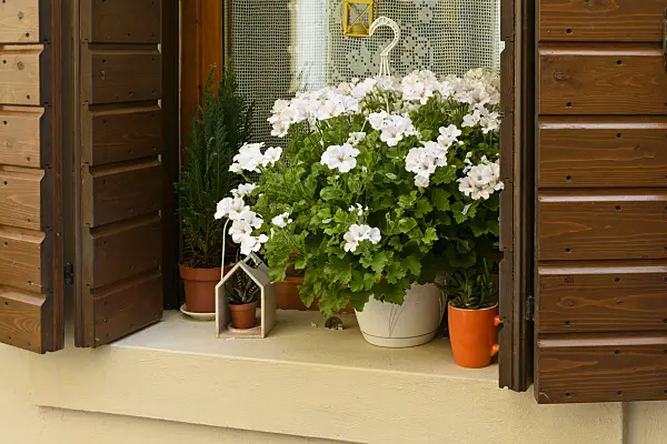 568029 - Pelargonium (Pelargonium)