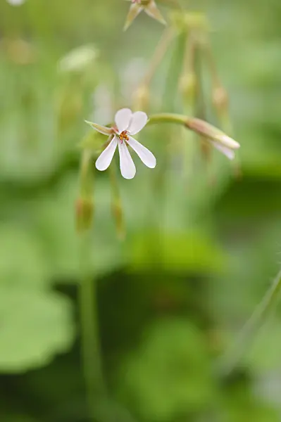 482067 - Pelargonium (Pelargonium alchemilloides)