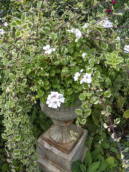 463116 - Pelargonium (Pelargonium) and Swedish ivy (Plectranthus forsteri 'Marginatus' syn. Plectranthus coleoides 'Marginatus')