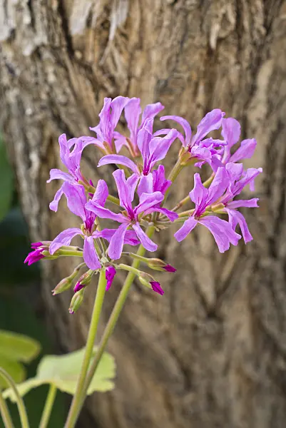 555046 - Pelargonium (Pelargonium caylae)