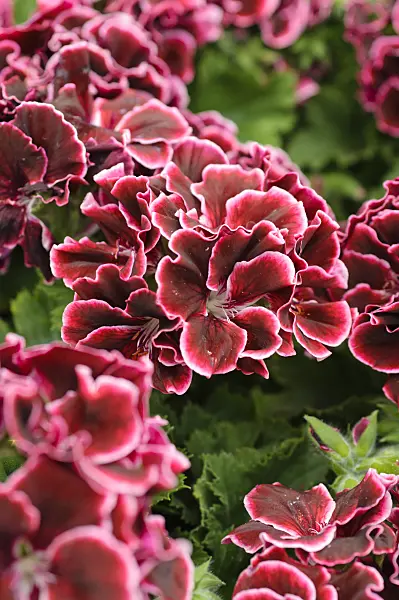 484101 - Pelargonium (Pelargonium grandiflorum 'Aristo Beauty')