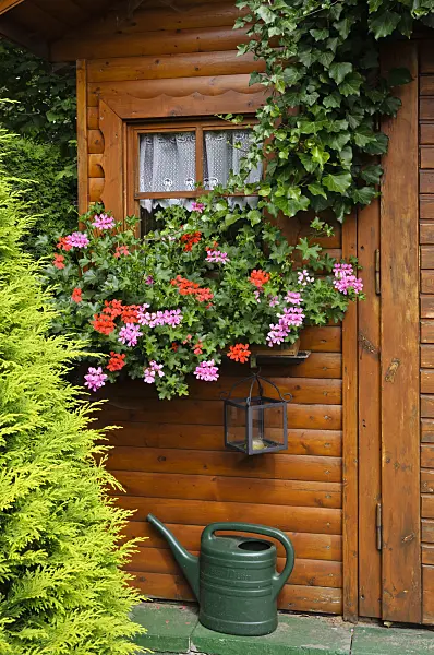 474145 - Pelargonium (Pelargonium) in front of a garden house
