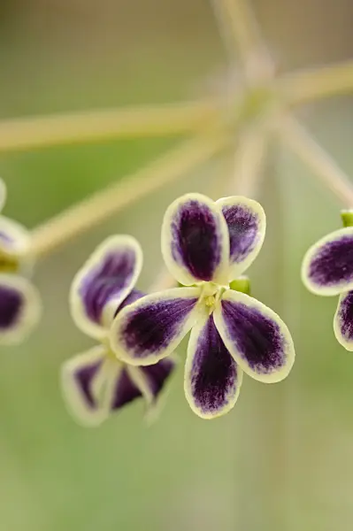 482068 - Pelargonium (Pelargonium lobatum)