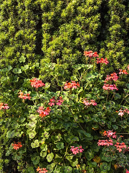 428240 - Pelargonium (Pelargonium Magic Lantern)