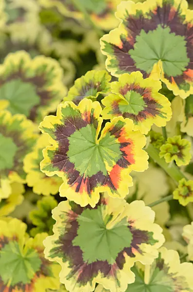 548047 - Pelargonium (Pelargonium Mrs. Pollock)