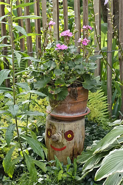 474360 - Pelargonium (Pelargonium) on a tree stump with a painted face