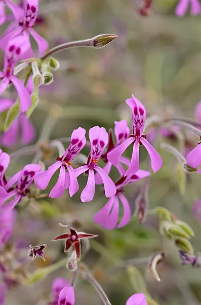 572001 - Pelargonium (Pelargonium reniforme)