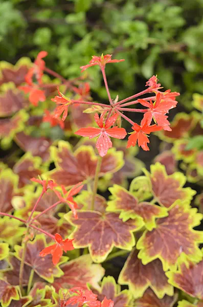 534376 - Pelargonium (Pelargonium Vancouver Centennial)
