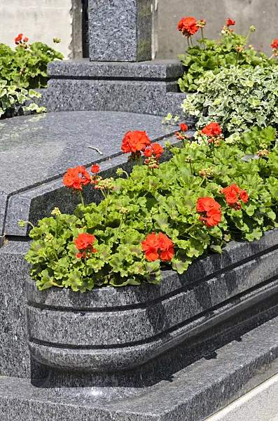 521410 - Pelargoniums (Pelargonium)