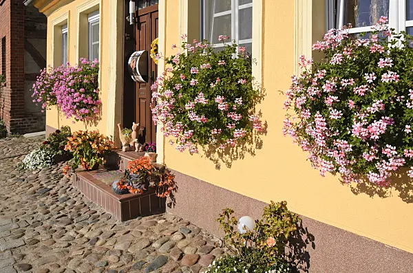 549023 - Pelargoniums (Pelargonium) and begonias (Begonia) in flower boxes and flower pots