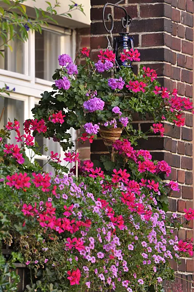 476280 - Pelargoniums (Pelargonium) and Calibrachoa on a balcony