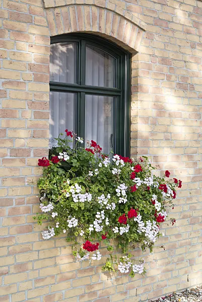 549178 - Pelargoniums (Pelargonium) at a window