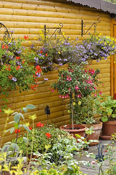 477003 - Pelargoniums (Pelargonium), fairy fan-flowers (Scaevola aemula), beggarticks (Bidens) and fuchsias (Fuchsia)