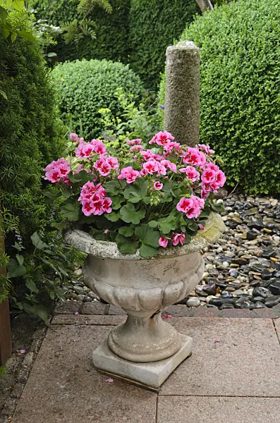 545141 - Pelargoniums (Pelargonium) in a flower tub