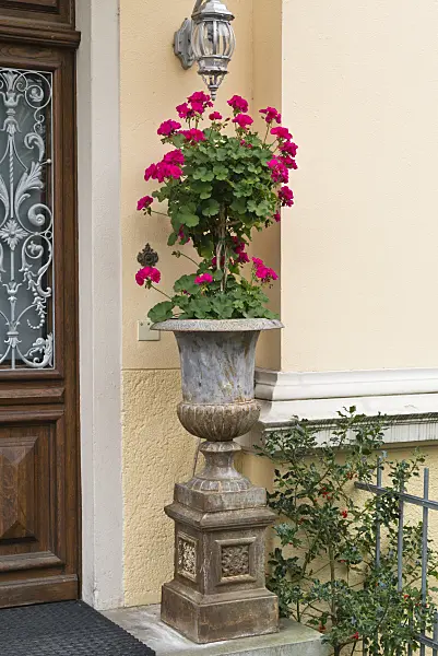 549180 - Pelargoniums (Pelargonium) in a vase