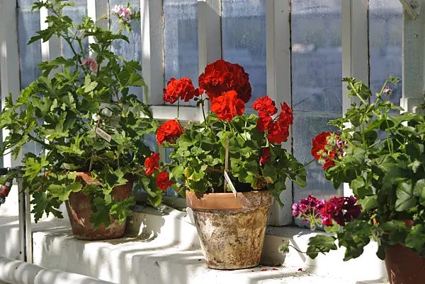 496171 - Pelargoniums (Pelargonium) in clay pots