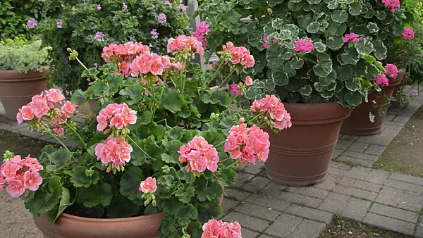 509012 - Pelargoniums (Pelargonium) in flower tubs