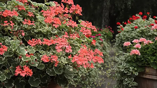 511100 - Pelargoniums (Pelargonium) in flower tubs
