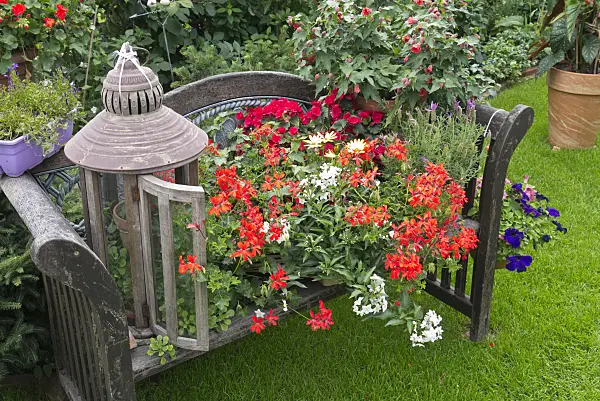 546065 - Pelargoniums (Pelargonium), jasmine nightshade (Solanum jasminoides), begonias (Begonia), lavenders (Lavandula) and flowering maples (Abutilon)