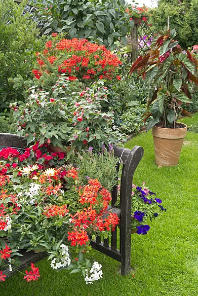 546066 - Pelargoniums (Pelargonium), jasmine nightshade (Solanum jasminoides), begonias (Begonia), lavenders (Lavandula) and flowering maples (Abutilon)