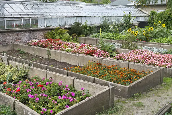 535244 - Pelargoniums (Pelargonium), marigolds (Tagetes), begonias (Begonia) and sunflowers (Helianthus) in cold frames