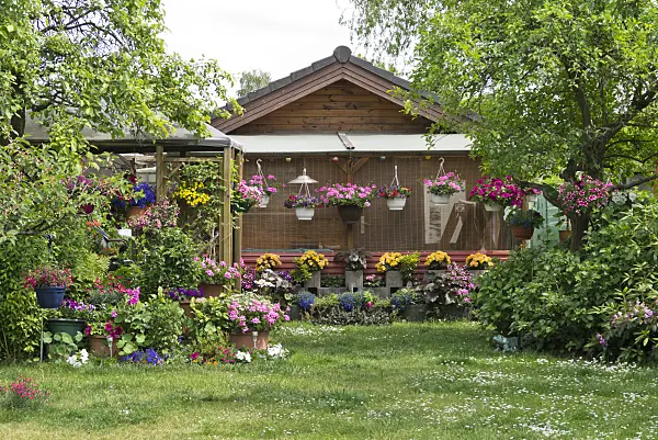 545113 - Pelargoniums (Pelargonium), petunias (Petunia) and begonias (Begonia) in an allotment garden