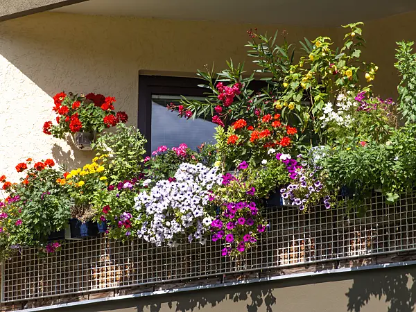 463139 - Pelargoniums (Pelargonium), petunias (Petunia), oleander (Nerium oleander) and flowering maples (Abutilon)