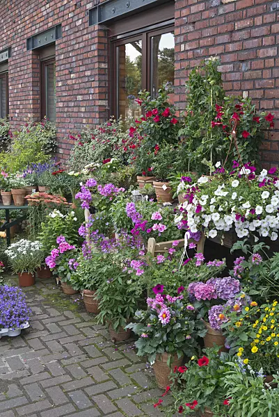 534261 - Pelargoniums (Pelargonium), spider flowers (Tarenaya syn. Cleome), petunias (Petunia), dahlias (Dahlia) and hydrangeas (Hydrangea)