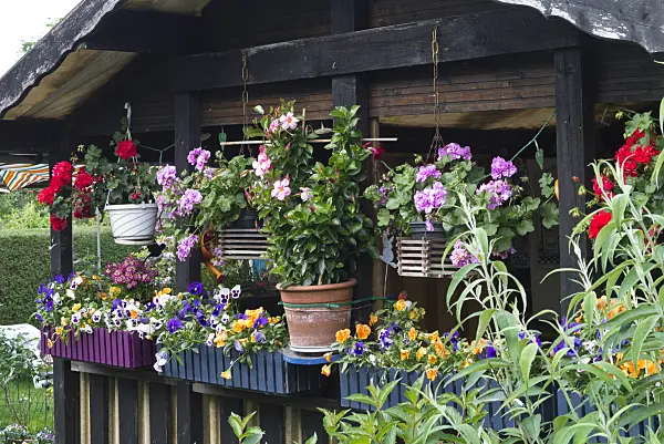 557030 - Pelargoniums (Pelargonium), violets (Viola) and Brazilian jasmine (Mandevilla syn. Dipladenia) in flower pots and flower boxes