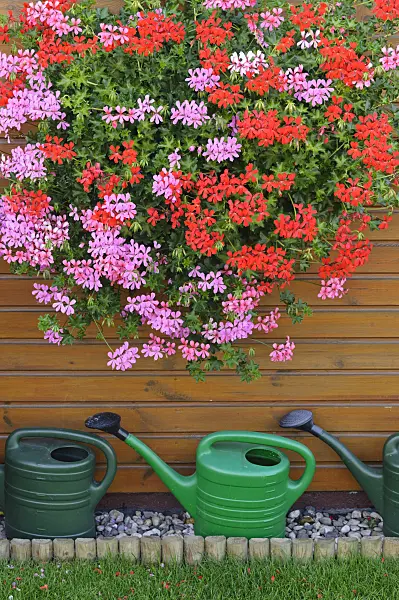 476099 - Pelargoniums (Pelargonium) with watering cans
