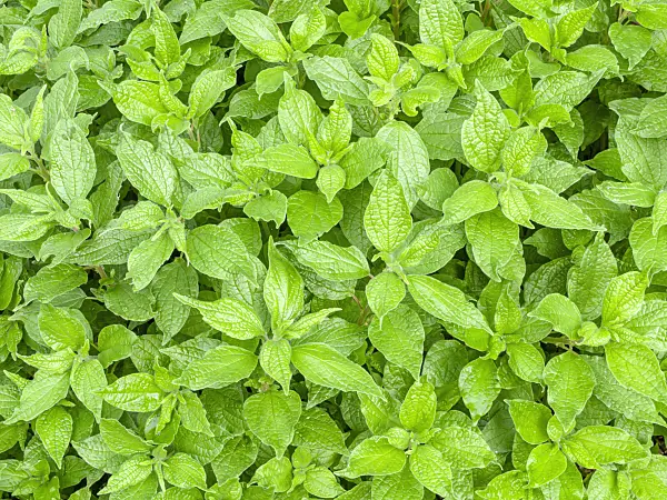 453048 - Pellitory-of-the-wall (Parietaria officinalis)