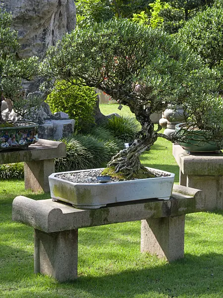 411199 - Pemphis acidula, Bonsai Garden, Singapore