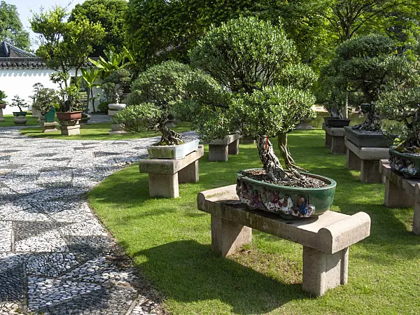 411200 - Pemphis acidula, Bonsai Garden, Singapore